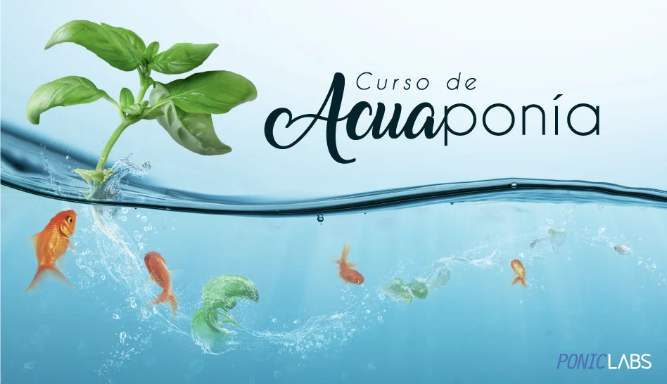 Diagrama ilustrativo del Método de Acuaponía PonicLabs, enseñado en el curso online para aprender acuaponía paso a paso